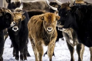 El experimento de la reserva holandesa que pasó de ser un santuario de animales a un campo de muerte