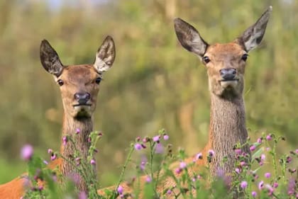 La reserva holandesa ha sido descrita como "el Serengueti tras los diques".