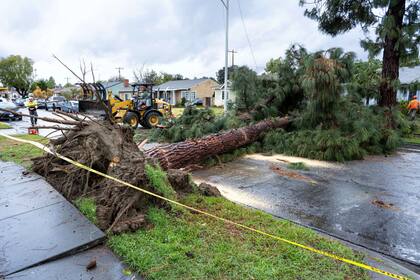 Operarios trabajan para retirar un pino de gran tamaño de Glencannon Drive tras el mal tiempo en Pico Rivera, California, el 13 de marzo de 2025