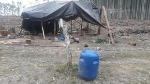 Operativo contra la explotación laboral en un campo de eucaliptos en Concordia, Entre Ríos
