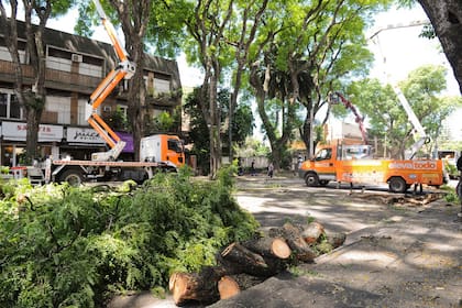 operativo de raleo en Av. del Libertador