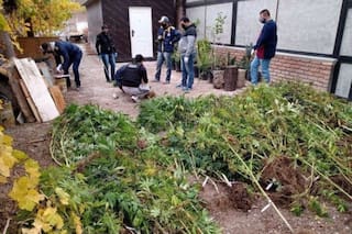 Encuentran una plantación de marihuana en la casa del hijo de un sindicalista