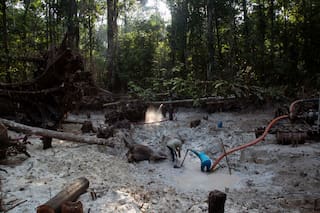 Operativo liderado por Interpol contra crímenes ambientales deja 225 arrestos en América Latina