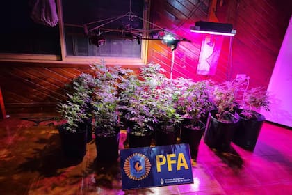 Operativo para desbaratar una banda que producía estupefacientes