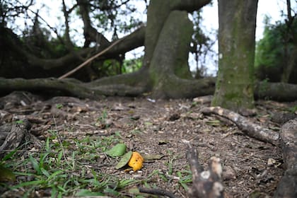 Operativos de rastrillaje y búsqueda de Loan Peña, el niño de 5 años que desapareció de la localidad de El Algarrobal, Corrientes. El árbol de naranjas donde fueron a juntar frutas