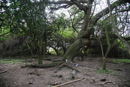 Operativos de rastrillaje y búsqueda de Loan Peña, el niño de 5 años que desapareció de la localidad de El Algarrobal, Corrientes. El árbol de naranjas donde fueron a juntar frutas