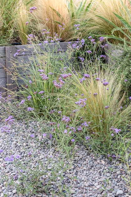 Optar por nativas reduce costos de mantenimiento del jardín