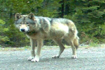 La presencia de OR-7 promovió el establecimiento de protección estatal para la especie. Crédito: Departamento de Pesca y Vida Salvaje de Oregon)