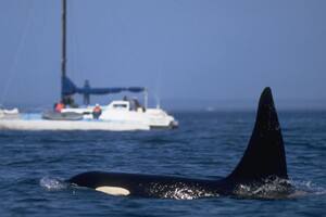 Las orcas hundieron otro barco y ya se convirtieron en un verdadero desafío para la navegación
