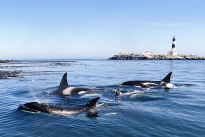 Entre julio y agosto, una manada de orcas persiguió a los barcos con un comportamiento que los científicos calificaron de "muy inusual" y "preocupante"