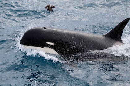 Sospechan que las ballenas asesinas atacaron a cinco grandes tiburones blancos en 2017