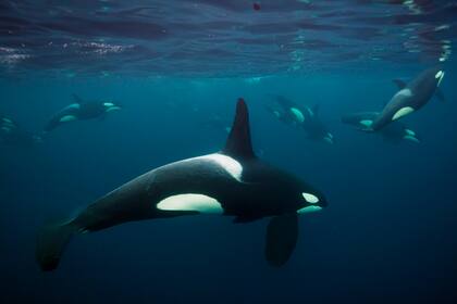 Orcas, en el norte de Noruega, persiguiendo a los arenques que migran al Atlántico Norte. Trabajan en equipo para acorralarlos y luego utilizan sus poderosos golpes de cola para aturdirlos