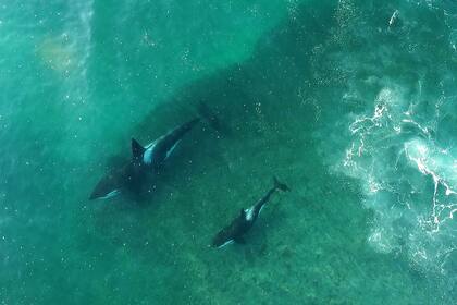 Orcas en Península Valdés, Chubut