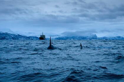 Orcas masculinas persiguen arenques el 15 de enero