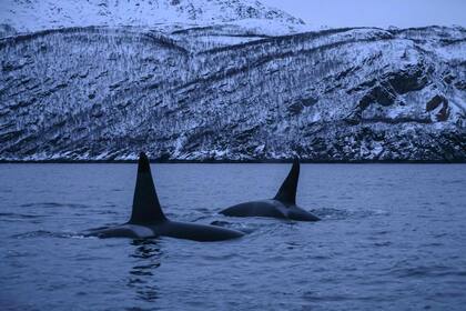 Orcas masculinas persiguen arenques el 15 de enero, en el mar de Noruega en el Círculo polar ártico