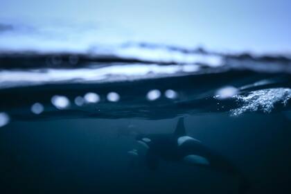 Orcas persiguen arenques el 14 de enero, en la región del fiordo de Reisafjorden, cerca de la ciudad noruega de Tromso