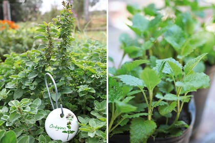 Orégano (izquierda) y menta (derecha), dos infaltables que agradarán a las personas de Tauro