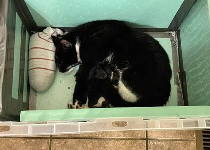 Oreo junto a sus hijos