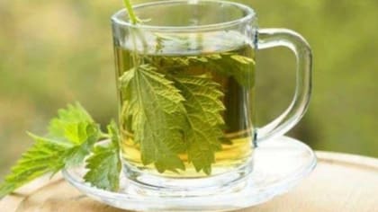 Originaria de Europa y perteneciente a la familia de las labiadas (como la menta y el tomillo), la melisa suele consumirse en infusiones