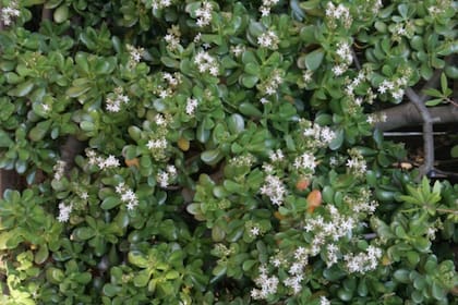 Originaria del sur de África, la Crassula ovata florece bajo buena iluminación y poco riego