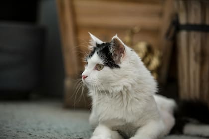 Originario de la región del lago Van, este gato robusto y elegante se adaptó a un entorno de climas extremos