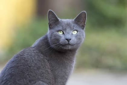 Originario de Rusia, el Russian Blue tiene el pelo tupido que se caracteriza por no mudar con frecuencia