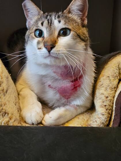 Orión, en recuperación