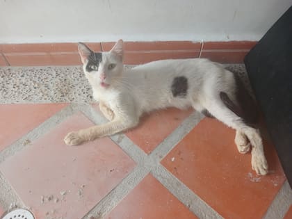 Orión estaba tan flaco que se le sentían los huesos de su frágil cuerpo.