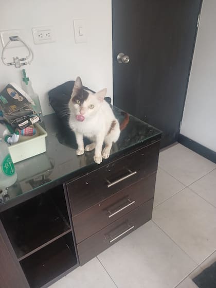 Orión fue diagnosticado con SIDA felino.