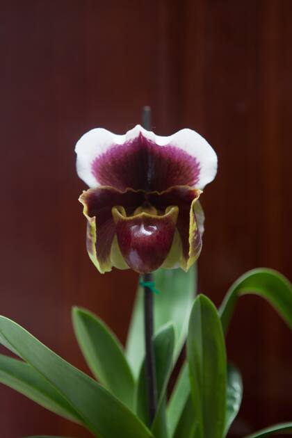 Orquídea ecuatoriana.
