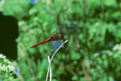 Orthemis nodiplaga es una de las especies de insecto que visita su jardín.