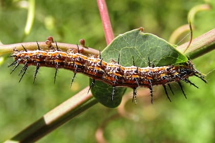 Oruga de la mariposa espejitos en una Passiflora caerulea