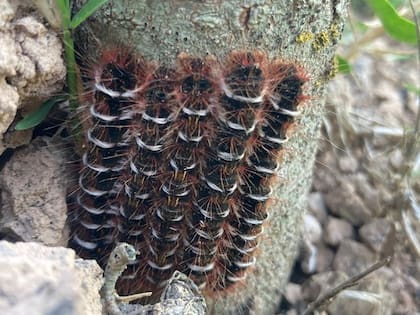 Oruga de Mesera rimicola