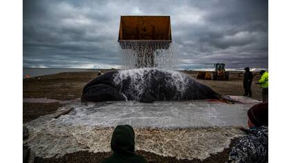 Una ballena de Groenlandia que fue capturada cerca de Kaktovik, Alaska.