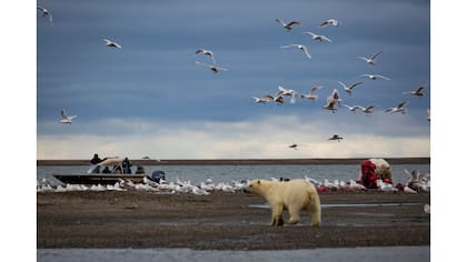 Turistas observan osos polares que recogen los restos de una ballena cerca de Kaktovik, Alaska.
