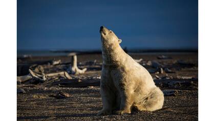 Un osos polar en Kaktovik