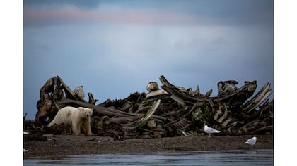 Un oso polar cerca de una pila de huesos de ballena en las afueras del pueblo de Kaktovik, Alaska