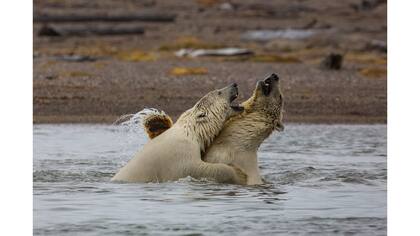 Osos polares en el pueblo de Kaktovik