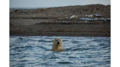 Un oso polar nadando en las aguas de Kaktovik.