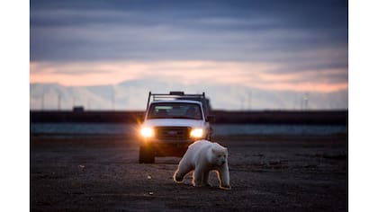 Una patrulla persigue a un oso polar en las afueras del pueblo