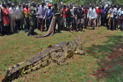 Osama mide 4,8 metros de largo y fue el terror de los residentes de Luganga, un pueblo de Uganda