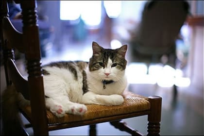 Oscar es un gato que vive en un hogar de ancianos en Providence, Rhode Island