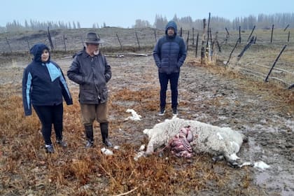 Oscar Jensen y su familia al encontrar uno de los ataques de los perros
