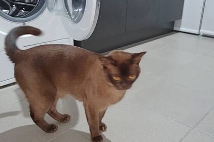 Oscar quedó atrapado durante 12 minutos adentro del lavarropas