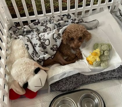 Oscar recibió una segunda oportunidad gracias a los rescatistas (Foto: The Dodo)