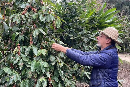 Oscar Velasco Imbaud, un productor clave en el proceso productivo del café argentino