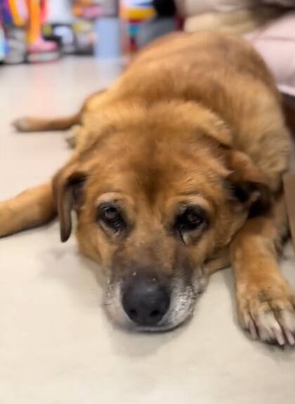 Osito es un perro callejero que enamoró a los vecinos de Junín