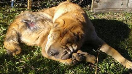 Oso, con 11 años y sin familia