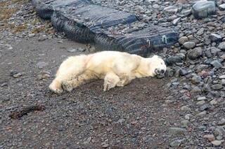 La policía de Islandia mató a un oso polar que apareció en la costa