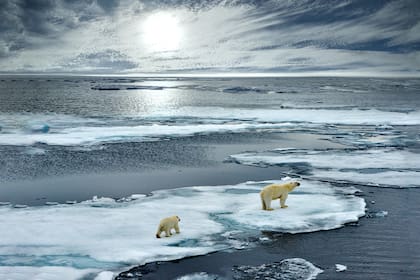 El calentamiento provocará la reducción drástica del hielo de los casquetes polares (principalmente el Artico) y los hielos continentales. 
